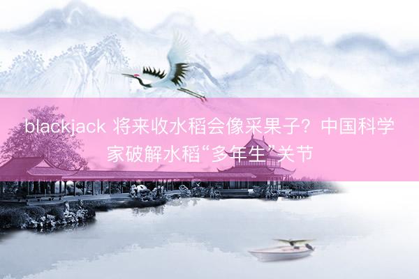 blackjack 将来收水稻会像采果子？中国科学家破解水稻“多年生”关节